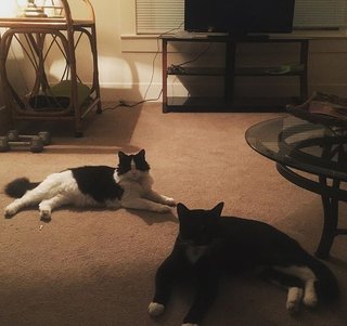 Boots &amp; Bratty - American Shorthair + Domestic Long Hair Cat