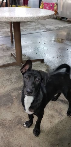 Hunter - Labrador Retriever Mix Dog