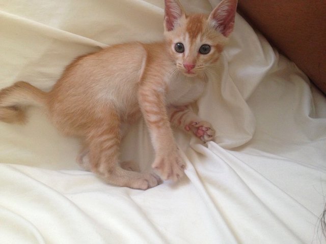 Orange Soda - Domestic Short Hair Cat