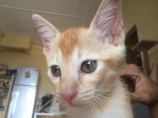 Orange Soda - Domestic Short Hair Cat