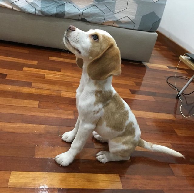 Coco - Beagle Dog