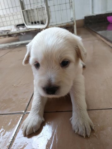 White-black-white - Mixed Breed Dog