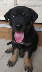 Dwayne - Mixed Breed Dog