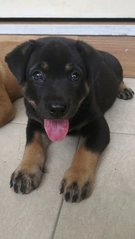 Dwayne - Mixed Breed Dog