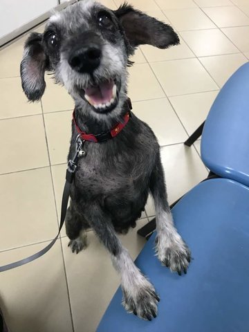 Lucy - Schnauzer + Shih Tzu Dog