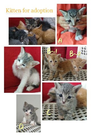 Kittens For Adoption - Domestic Short Hair Cat