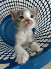 Kittens For Adoption - Domestic Short Hair Cat