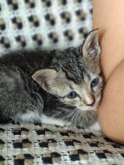 Kittens For Adoption - Domestic Short Hair Cat