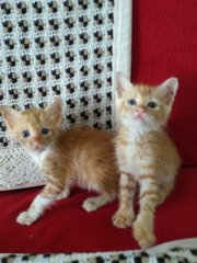 Kittens For Adoption - Domestic Short Hair Cat