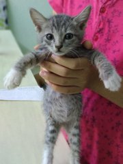 Kittens For Adoption - Domestic Short Hair Cat