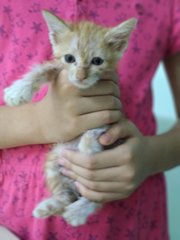 Kittens For Adoption - Domestic Short Hair Cat