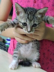 Kittens For Adoption - Domestic Short Hair Cat