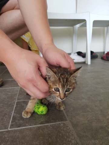 Saved From Nkve - Domestic Medium Hair Cat