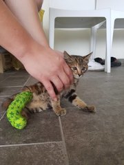 Saved From Nkve - Domestic Medium Hair Cat