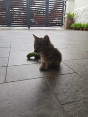 Saved From Nkve - Domestic Medium Hair Cat