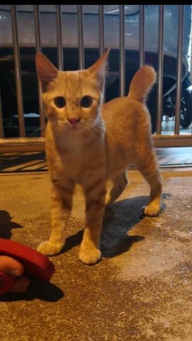 Orang Kitten - Domestic Short Hair Cat