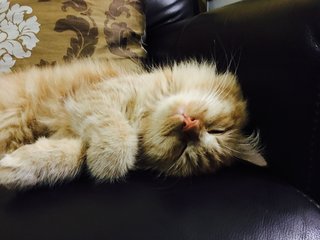 Mika - Persian + Domestic Long Hair Cat