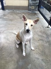 Stripes - Mixed Breed Dog