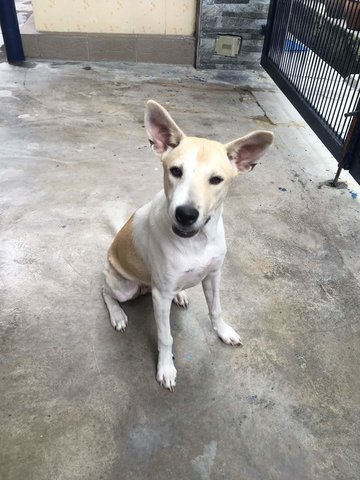 Stripes - Mixed Breed Dog