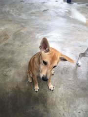 Browny - Mixed Breed Dog