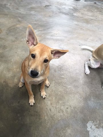 Browny - Mixed Breed Dog