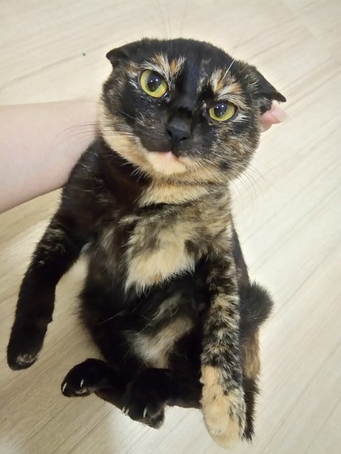 Brownie - Tortoiseshell + Domestic Medium Hair Cat