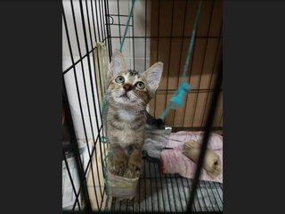 PF88578 - American Shorthair Cat