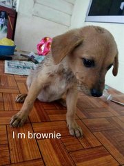 Brownie