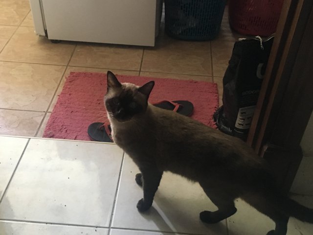 Lewis - Siamese Cat