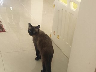 Lewis - Siamese Cat