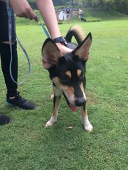 Amber Girl - Mixed Breed Dog