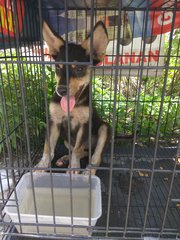 Amber Girl - Mixed Breed Dog