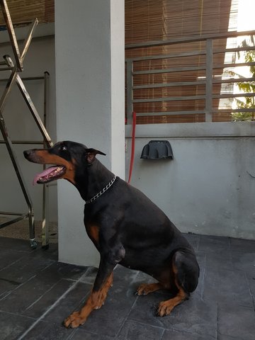 Shero - Doberman Pinscher Dog