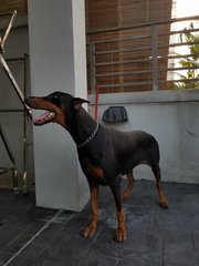 Shero - Doberman Pinscher Dog