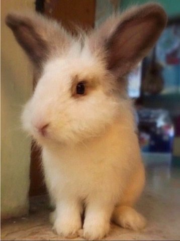 Lion - Lionhead Rabbit