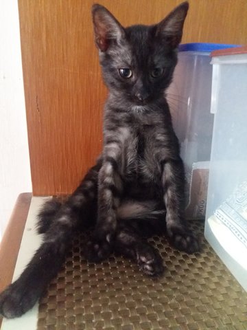 Black - Domestic Long Hair Cat