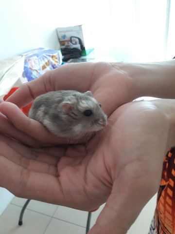 Fatty - Striped Hairy Foot Russian Hamster Hamster