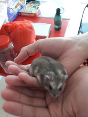 Fatty - Striped Hairy Foot Russian Hamster Hamster