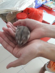 Fatty - Striped Hairy Foot Russian Hamster Hamster