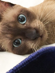 Suki - Burmese Cat