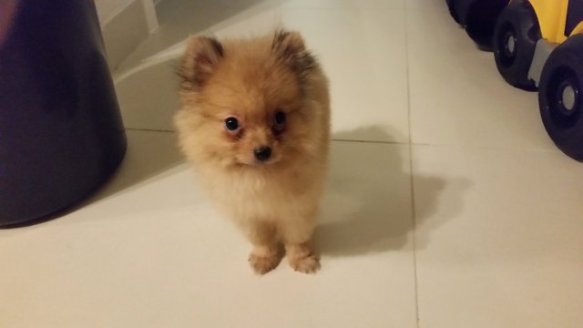 Gizmo - Pomeranian Dog