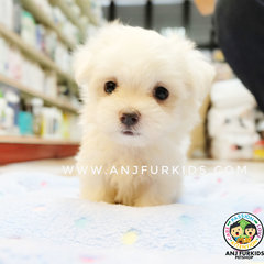 Quality Maltese Pufppies - Maltese Dog