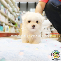 Quality Maltese Pufppies - Maltese Dog