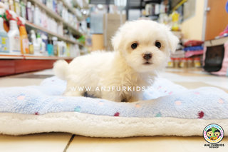 Quality Maltese Pufppies - Maltese Dog