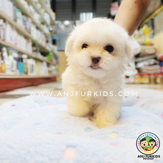 Quality Maltese Pufppies - Maltese Dog