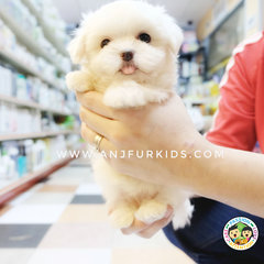 Quality Maltese Pufppies - Maltese Dog