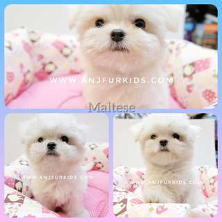 Quality Maltese Pufppies - Maltese Dog