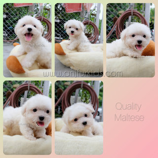 Quality Maltese Pufppies - Maltese Dog