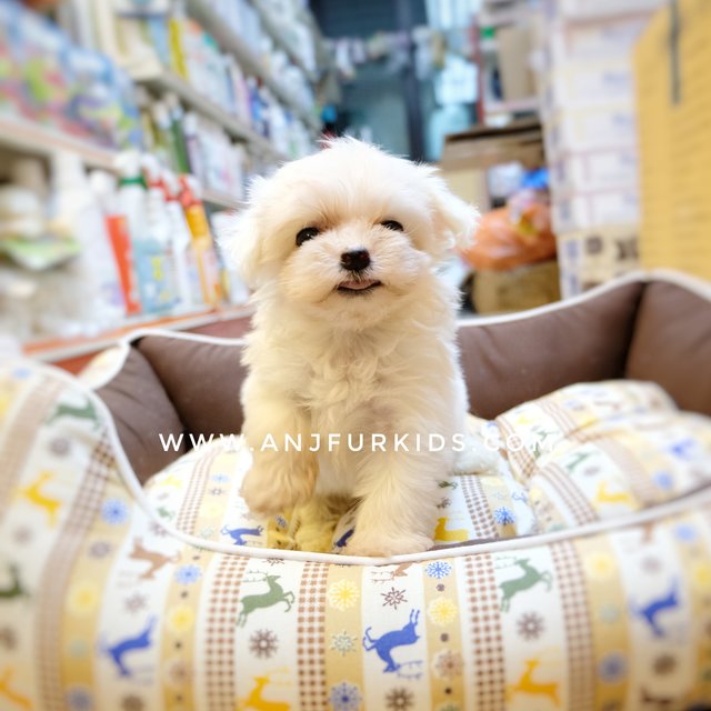 Quality Maltese Pufppies - Maltese Dog