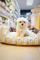 Quality Maltese Pufppies - Maltese Dog